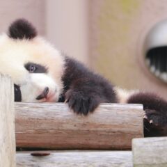 客寄せパンダ作戦