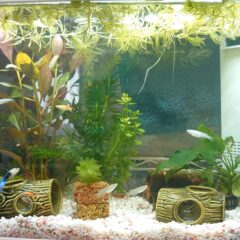 我が家のアクアリウム🐟