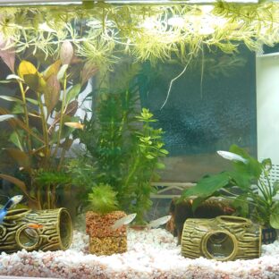 我が家のアクアリウム🐟