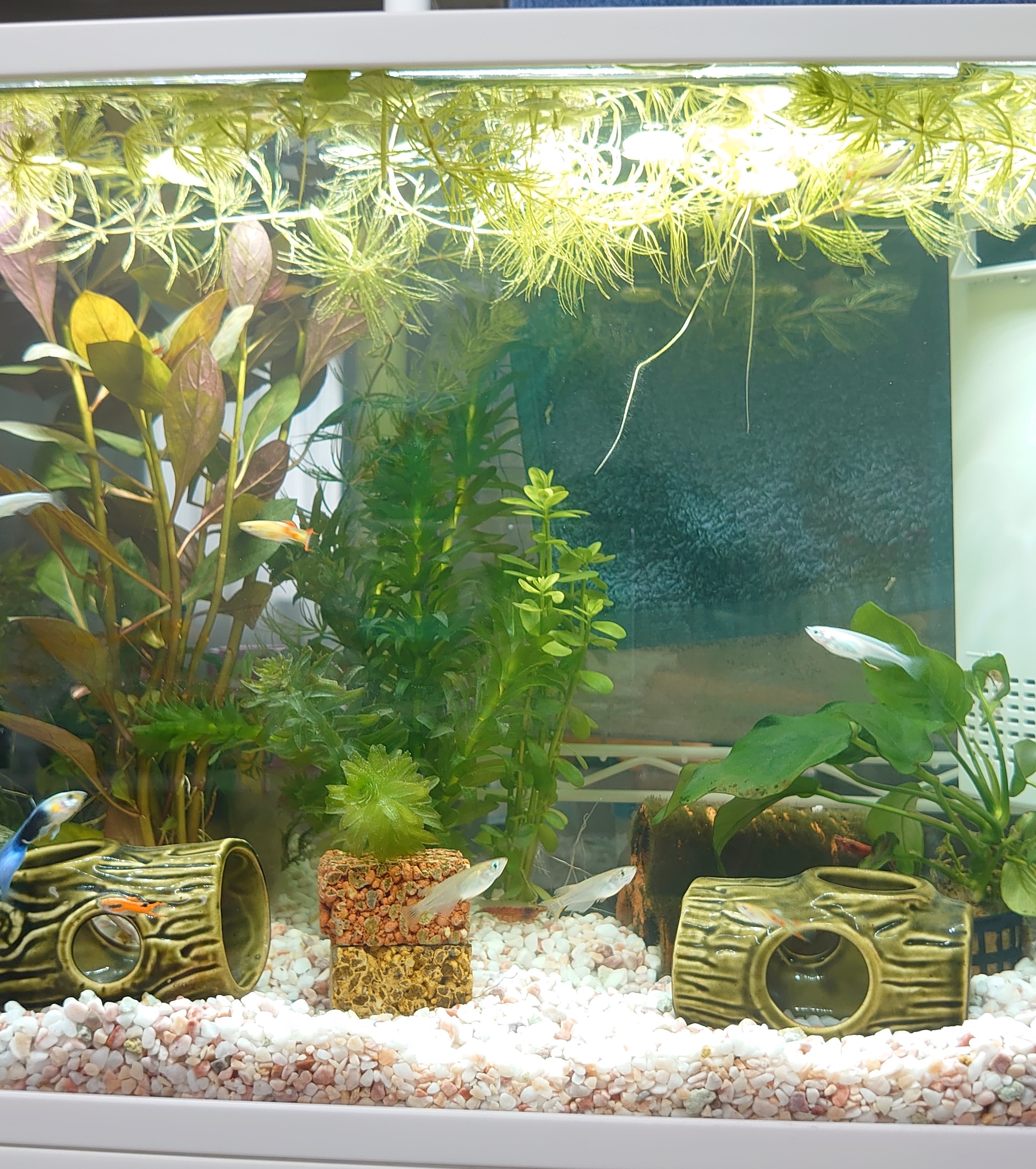 我が家のアクアリウム🐟 | Komari.Jewelry